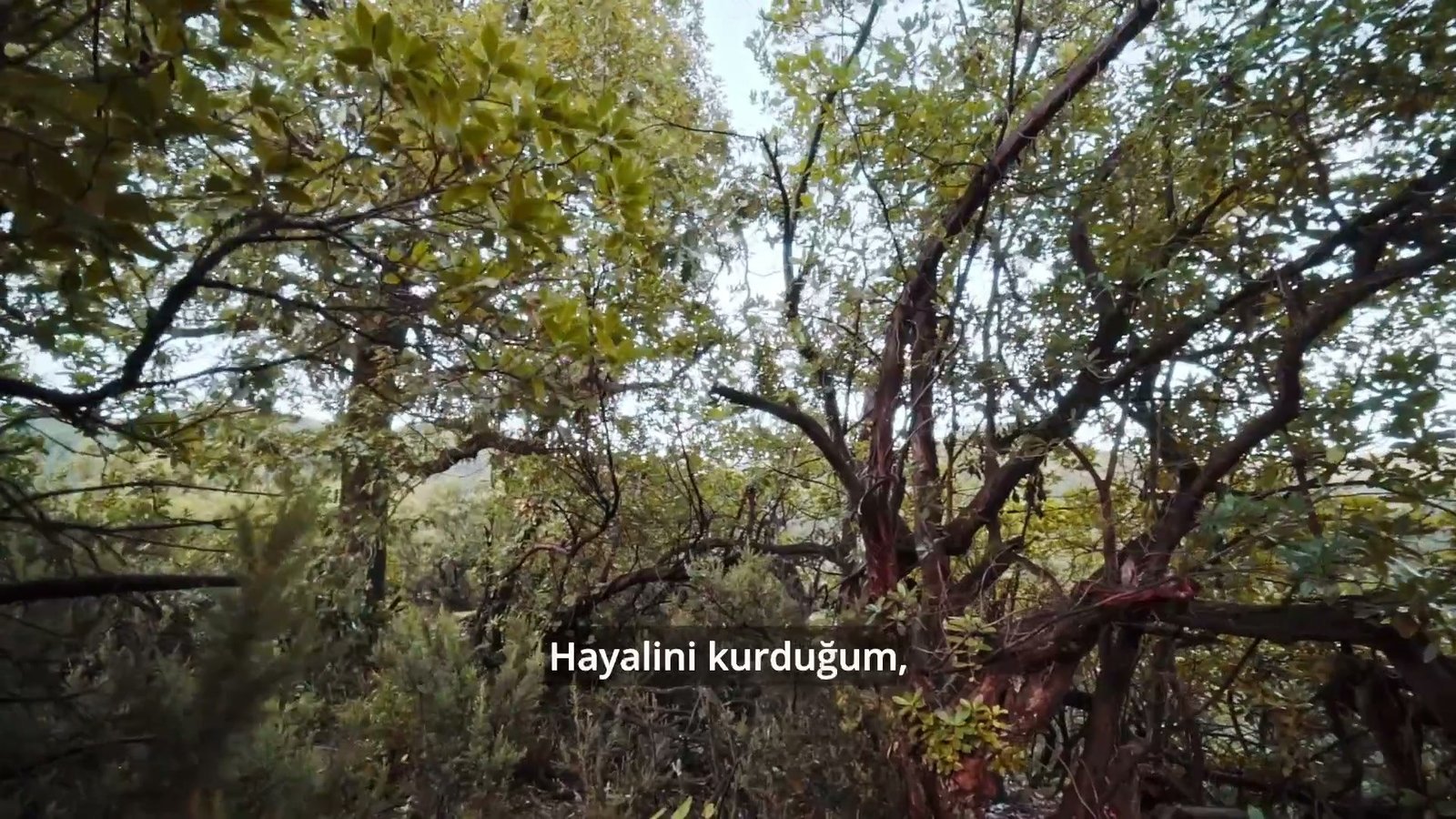 Filizce Tasarım tanıtım filmi — ilk karesi